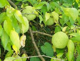 Mpart 153 views1 year ago. Monkey Ball Tree In Ohio Osage Orange Monkey Balls In Tree Free Photographs Free Garden