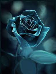 Ayumi the first of the requests i promised 20 years ago. Rosen In Blau Roses In Blue Blaue Rosen Blaue Rose Tattoos Blaue Rose
