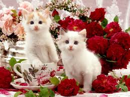 Download the most adorable kitten pictures and images for free! Cute White Cat Wallpapers For Desktop Wallpaper Cave