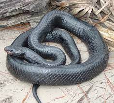 Both are very small and thin, growing less than a foot in length. Eastern Indigo Snake Wikipedia