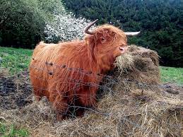 Have A Cow And We Mean A Pet Cow Hobby Farms