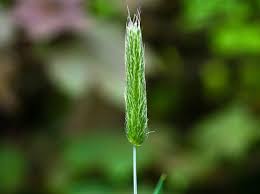 Maybe you would like to learn more about one of these? How To Identify Common Uk Grasses