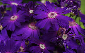 A lot of beautiful flowers. Beautiful Flowers A Lot Purple Close Up Bush Hd Wallpaper Peakpx