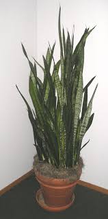 Indoor Plants That Need Low Light Growing Plants Indoors Plants Tall Indoor Plants Low Lights