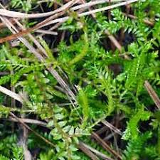 Image result for Selaginella kivuensis