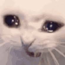Sad Cat Gifs Tenor