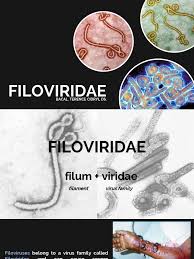 Image result for Filoviridae