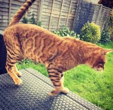 Maybe you would like to learn more about one of these? How To Stop Cats Pooping In The Garden Bytherfarm Com
