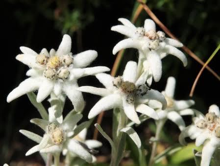 「エーデルワイスの花 無料写真」の画像検索結果"