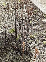 Image result for Gastrodia rwandensis
