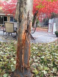 Maybe you would like to learn more about one of these? Minnesota Forestry On Twitter Protect Your Trees From Deer Damage This Time Of The Year Bucks Like To Rub Their Antlers On Tree Bark Put A Guard Wire Or Plastic Mesh Around