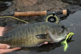 Georgia's Flint River: Catch native fish in their native waters