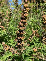 Image result for Vitex madiensis