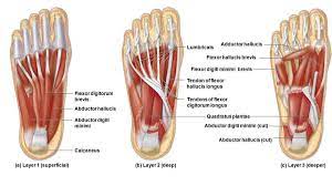 We did not find results for: Everything You Need To Know About The Abductor Digiti Minimi Muscles Of The Hand And Foot Custom Pilates And Yoga