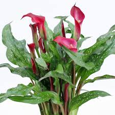 Image result for Zantedeschia