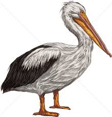 Pelican Vector Image 2021260 Stockunlimited Draw this pelican by following this drawing lesson. pelican vector image 2021260