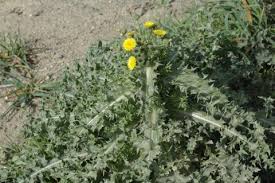Image result for Sonchus asper