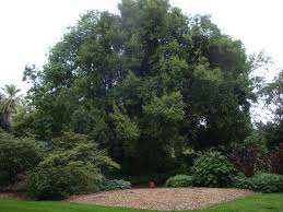 Image result for Elaeodendron croceum