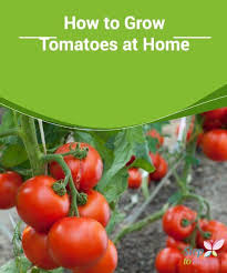 How To Grow Tomatoes At Home Growing Tomatoes At Home Is Easy If You Follow These Simp Growing Organic Tomatoes Growing Organic Vegetables Organic Tomatoes