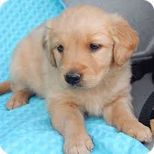 The adoption process can take 1 to 6 months. Sussex Nj Golden Retriever Meet Bambi 5 Lbs A Puppy For Adoption Http Www Adoptapet Com Pet 11799475 Sussex New Golden Retriever Puppy Adoption Pets