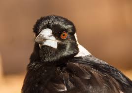 Below is a short list of safety tips that we've collected over the past 7 seasons from our readers that may help with preventing and avoiding a swooping magpie attack. Magpie Swooping How To Avoid Getting Hit Issues Peta Australia