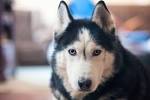 These Are the Worst Dog Breeds for First-Time Dog Owners