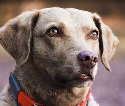 Examples of dog names meaning loyal. Dog Names That Mean Loyal Naming Ideas For Your Pet