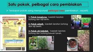 Sains Tahun 3 Satu Pokok Pelbagai Cara Pembiakan Dan Teknologi Pembiakan Tumbuh Tumbuhan Esains Sk Youtube