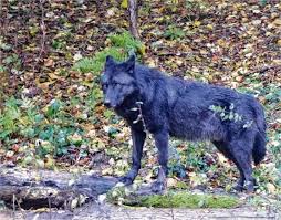 N le parc alpha, situé près du parc national du mercantour à saint martin vésubie, est une réserve de biodiversité le parc de yellowstone est également connu pour sa faune sauvage composée entre autres de grizzlis, d'ours noirs, de loups, de lynx, de bisons et de. Bientot Un Parc Animalier Entierement Dedie Aux Loups Pres De Dieppe Une Premiere En France 76actu