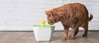 Automatic pet cat water drinking fountain silenced pump power adapter us/eu plug. The Best Cat Water Fountains Review In 2021 My Pet Needs That