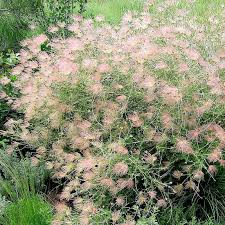 Image result for Iphigenia pauciflora