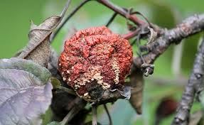 Apfelbaum Die Haufigsten Krankheiten Und Schadlinge Pflanzenschutz Pflanzen Apfelbaum