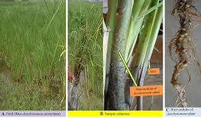Image result for Aeschynomene sp. D