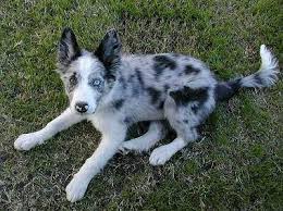 Border Collie Blue Merle Koolie Dog Blue Merle Border Collie Blue Merle Photograph of blue merle border collie puppy, reef, 10 weeks old, standing. border collie blue merle koolie dog