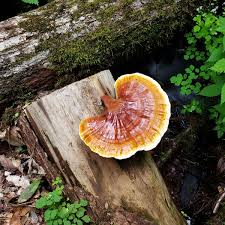 Image result for Ganoderma curtisii
