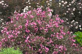 These hummingbird magnets work great for hedges or summer screens. Weigela How To Grow And Care For Weigela Hgtv