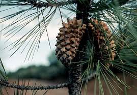 Image result for Pinus
