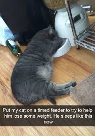 Hilarious Cat Snapchats Cats Funny Animal Pictures Cute Animals