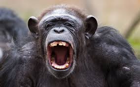 Chimps Seen Sucking Brains From Monkeys Heads Live Science