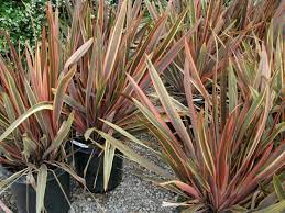 Pmq Phormium Maori Queen Maori Queen New Zealand Flax Ornamental Grasses Front Garden Plants