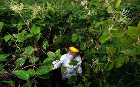 Japanese knotweed (polygonum cuspidatum) and hogweed (heracleum spp.) are two completely different things. Japanese Knotweed To Dominate Gardens This Summer After April Frosts The Bharat Express News