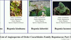 Image result for Begonia poculifera