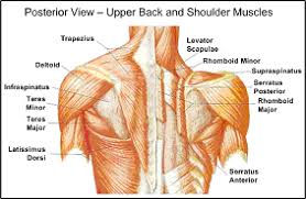 Shoulder muscles and shoulder tendons. Back Shoulder Muscle Anatomy Anatomy Drawing Diagram