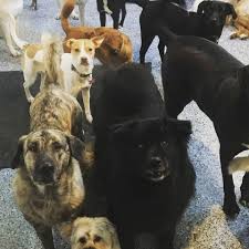 Fundraiser by Anthony Mesok : Bark Place Employee Fund