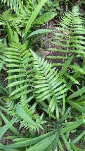 Image result for Christella