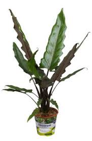 These plants are not only beautiful to look at but are also 19 Alocasia Ideas Planting Flowers Indoor Plants Plants