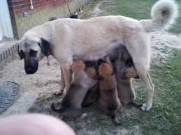 Get healthy pups from responsible and professional breeders at puppyspot. Lost Dog Anatolian Shepherd Dog In Milton Fl Lostmydoggie Com Anatolian Shepherd Dog Losing A Dog Dogs