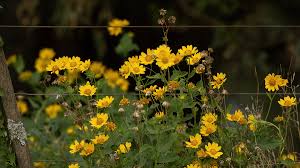 Image result for Verbesina encelioides