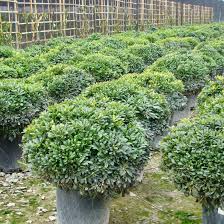 Image result for Pittosporum