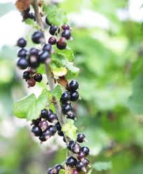 Fruits Rouges En Ete Groseillier Framboisier Cassissier